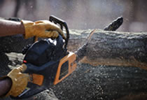 Tree Falling